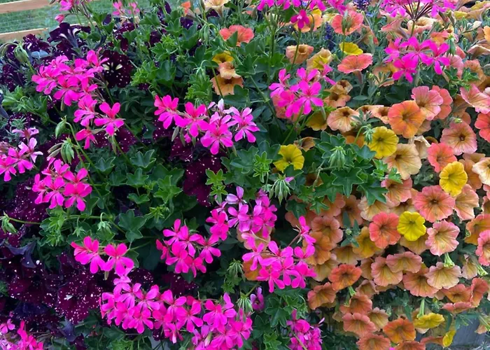 Rosennock דירה *